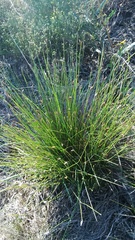 Hypodiscus willdenowia