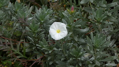 Convolvulus cneorum