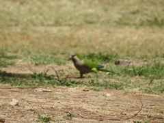 Myiopsitta monachus
