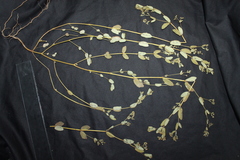 Euphorbia hyssopifolia