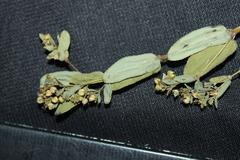 Euphorbia hyssopifolia
