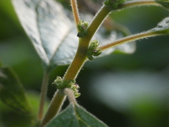 Parietaria officinalis
