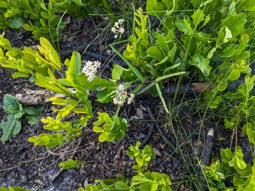 Image of Asclepias michauxii by no rights reserved