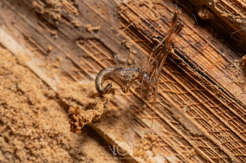 Cobweb spiders photo 5