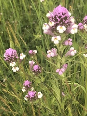 Castilleja densiflora gracilis