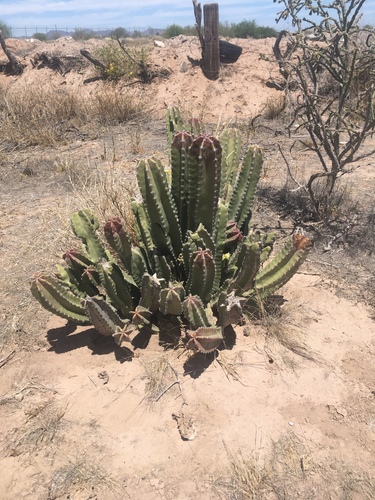 senita cactus