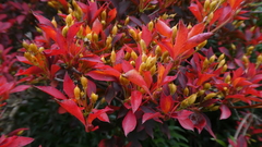 Enkianthus perulatus