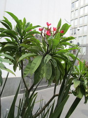 Plumeria rubra