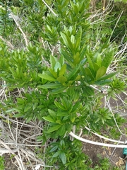Strophanthus speciosus