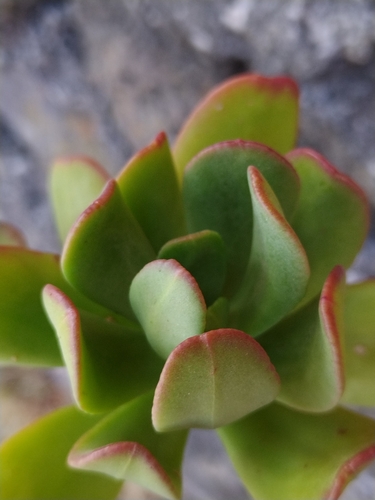 Foto de Rabo-de-burro