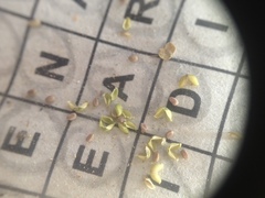 Euphorbia serpens