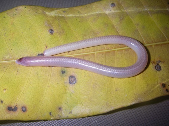Unpigmented Blind Burrowing Skink