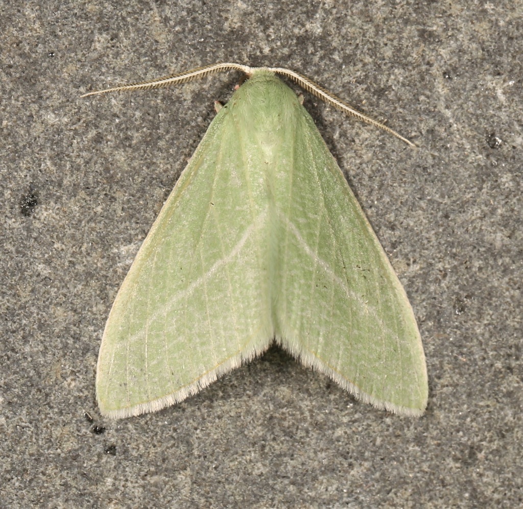Chlorosea nevadaria