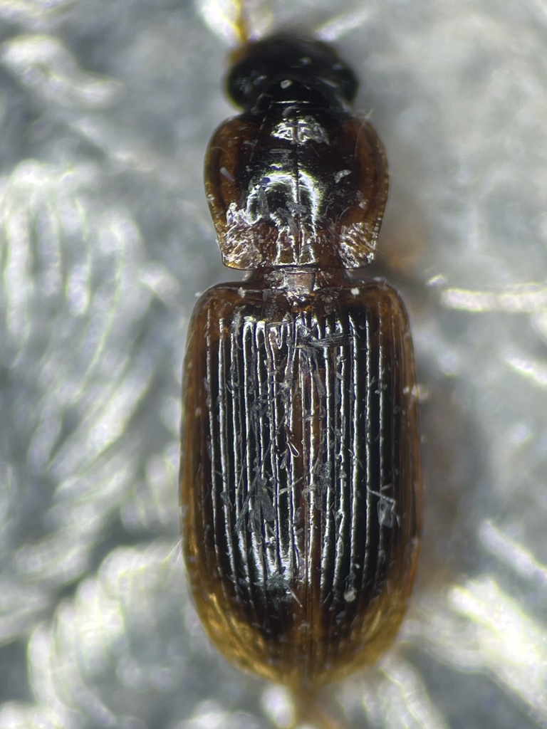 Philodes flavilimbus