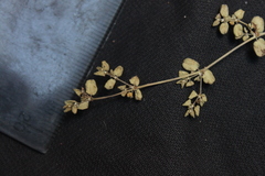 Euphorbia serpens