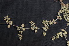 Euphorbia serpens