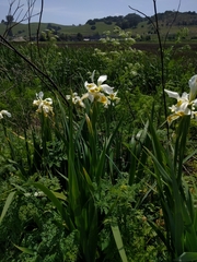 Iris orientalis