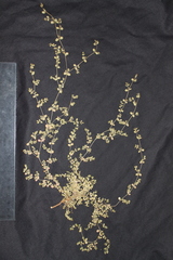 Euphorbia serpens