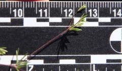 Leptosiphon pygmaeus continentalis