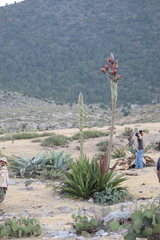 Agave