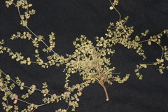 Euphorbia serpens