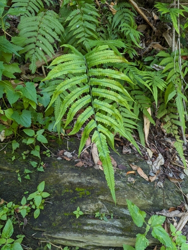 Thelypteris jaculosa iNat (2)