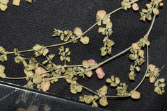 Euphorbia serpens