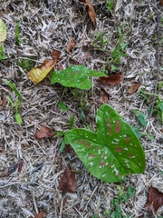 Caladium bicolor image