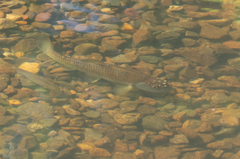 Nocomis leptocephalus