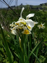 Iris orientalis