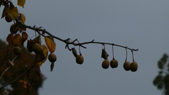 Davidia involucrata