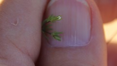 Leptosiphon pygmaeus continentalis