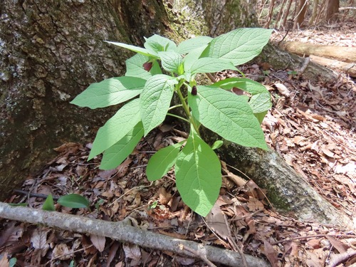 Image of Scopolia japonica by (c) Marco Mussita, some rights reserved (CC BY)