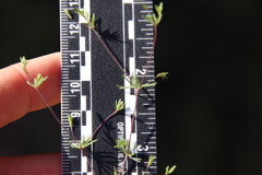 Leptosiphon pygmaeus continentalis