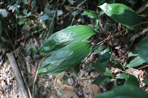 Peliosanthes macrostegia