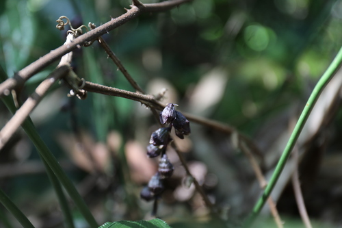 Peliosanthes macrostegia, photograph 5