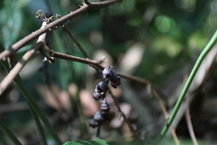 Peliosanthes macrostegia, photograph (c) Yu-Chang Chen, some rights reserved (CC BY)