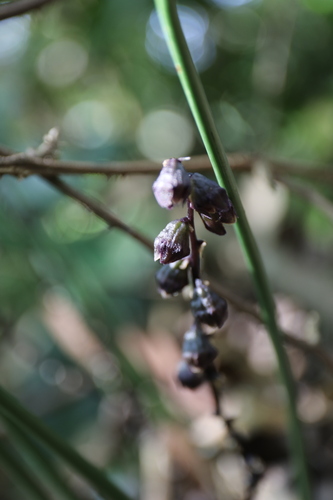 Peliosanthes macrostegia, photograph 3