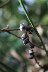 Peliosanthes macrostegia, photograph (c) Yu-Chang Chen, some rights reserved (CC BY)