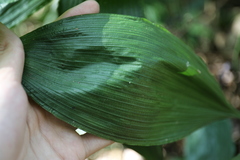 Peliosanthes macrostegia, photograph (c) Yu-Chang Chen, some rights reserved (CC BY)