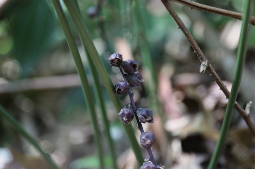 Peliosanthes macrostegia, photograph 1