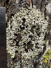 Menegazzia subsimilis