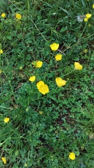 Ranunculus bulbosus bulbosus
