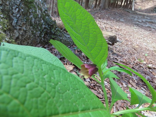 Image of Scopolia japonica by (c) Marco Mussita, some rights reserved (CC BY)