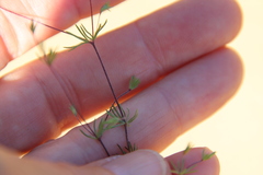 Leptosiphon pygmaeus continentalis