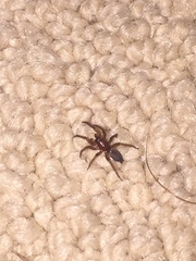 Araneae