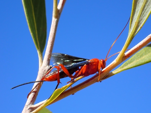 Orchid Dupe Wasp