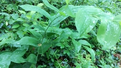 Polygonatum biflorum commutatum