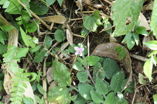 Image of Viola diffusa by (c) Yu-Chang Chen, some rights reserved (CC BY)