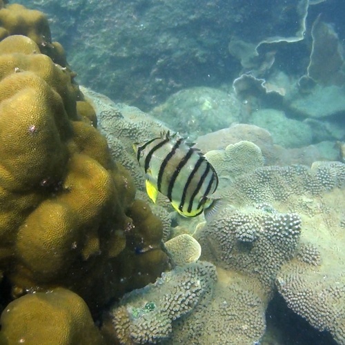Eightband Butterflyfish — seen at this dive site